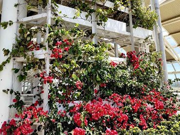Colourful bougainvilleas climb up wires to create an attractive display and a softened appearance