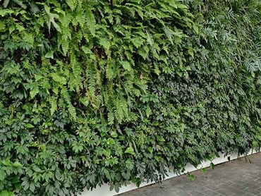 Junglefy green walls and Breathing Walls were added to create natural barriers
