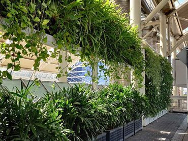 Planter boxes and overhead green walls create a lush backdrop while allowing space for trailing plants to fill the void