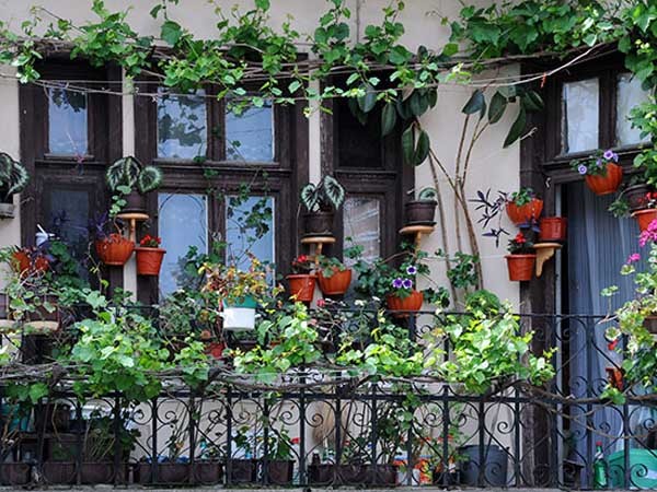 A balcony garden
