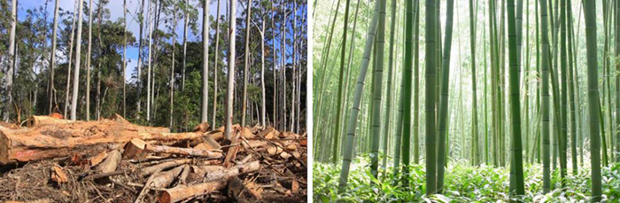 Biomass - Bamboo