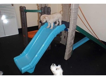 Dalsouple Dalrollo Rubber Flooring Installed At Dog Day Care