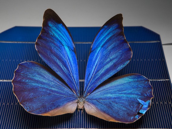 Butterfly with Solar Wings 