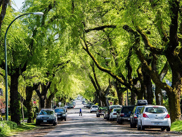 Urban tree canopy can make Australian cities more liveable