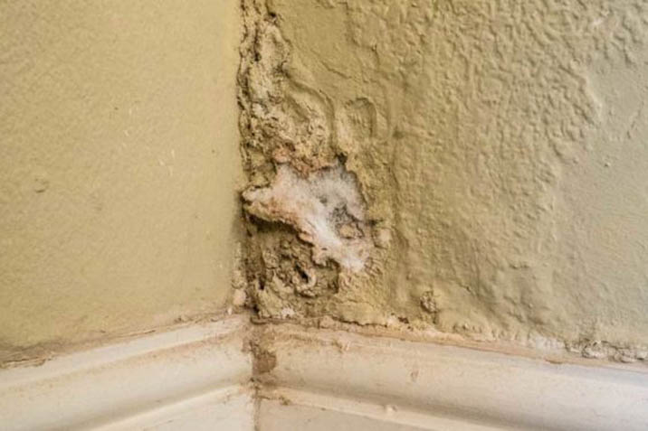 signs of rising damp bubbling paint