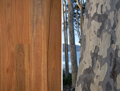 Spotted Gum Swatch and Trees