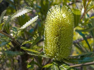 Planting indigenous species like Banksia integrifolia will attract honeyeaters and native insects