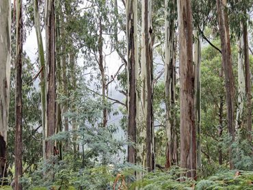 Every square metre of Marmoleum installed now helps regenerate Australia's natural landscape and restore Australian native forests. 