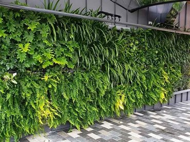 Junglefy's green wall at The Canopy