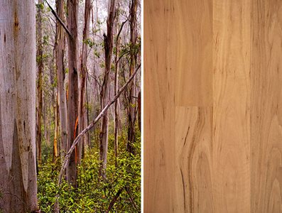 Blackbutt Swatch and Trees