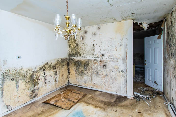 rising damp causing mould in old apartment