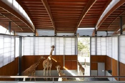 The giraffe enclosure