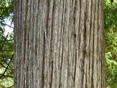 Western Red Cedar is a hardy tree with natural resistance to decay
