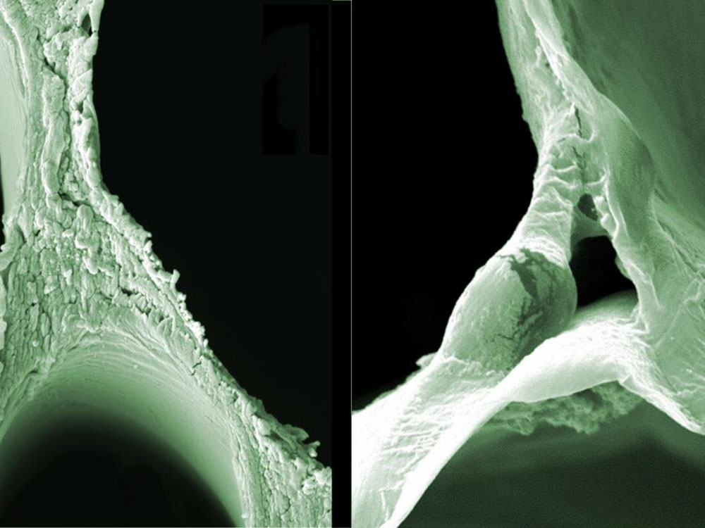 SEM images of balsa wood (left) and delignified wood illustrate the structural changes