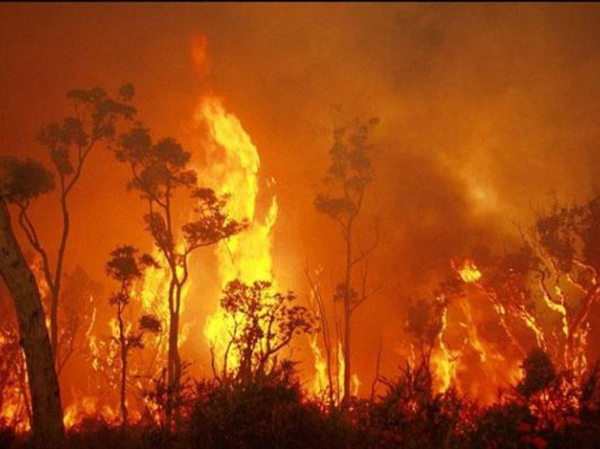 black summer bushfires