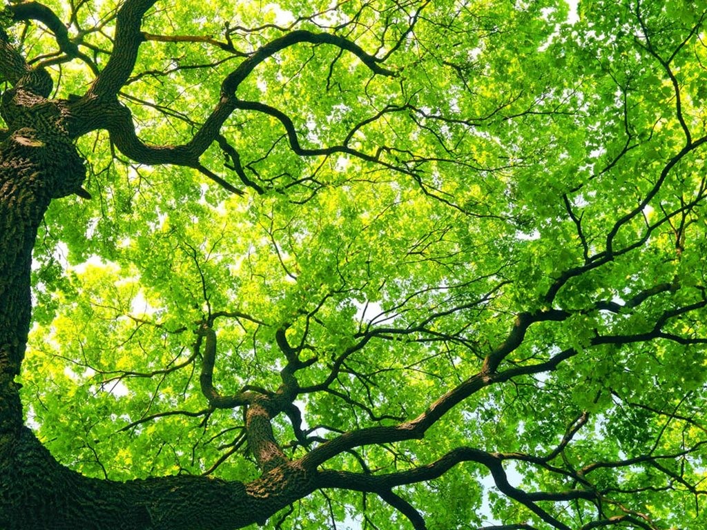 Trees play a vital part in any urban ecosystem, mega or otherwise, performing services such as the removal of airborne particulates, cooling and insulation, and carbon sequestration. Image: www.sydneytrees.com.au
