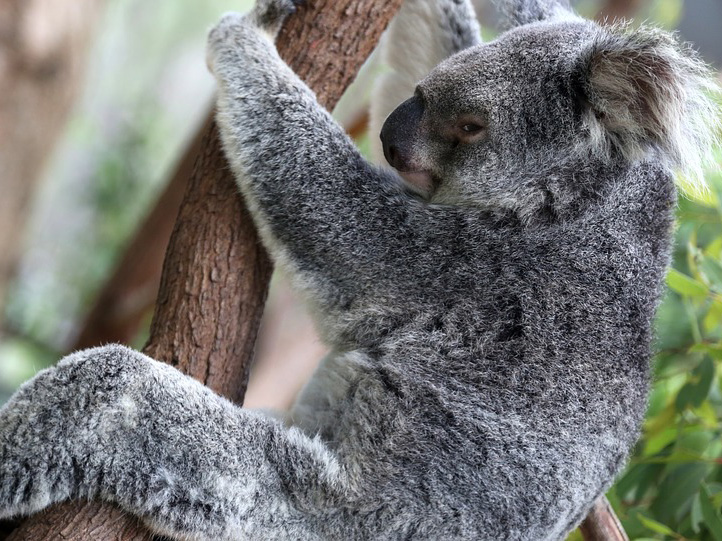 koala gum tree