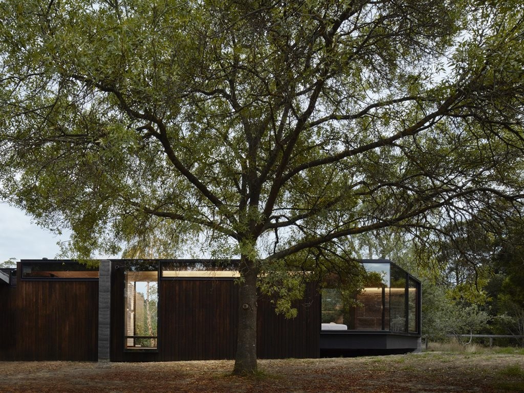 Rammed earth addition slots between existing trees linking occupants to nature