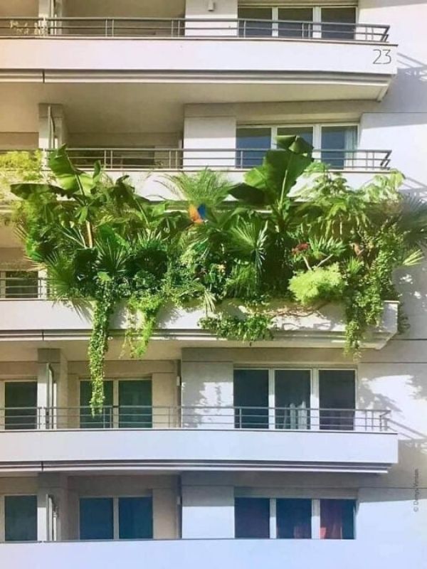 plants on balcony