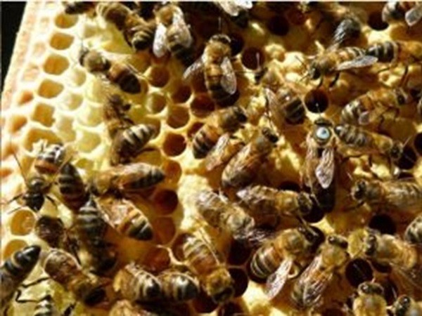 Perforated metal has a small but important role in the beekeeping industry
