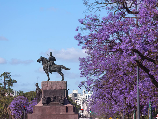Why there's a lot more to love about jacarandas than just their purple flowers