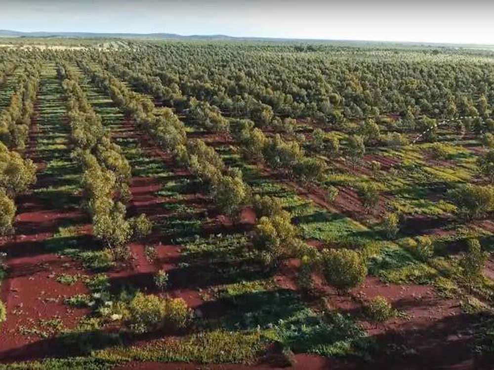 Carbon Neutral's impressive reforestation project