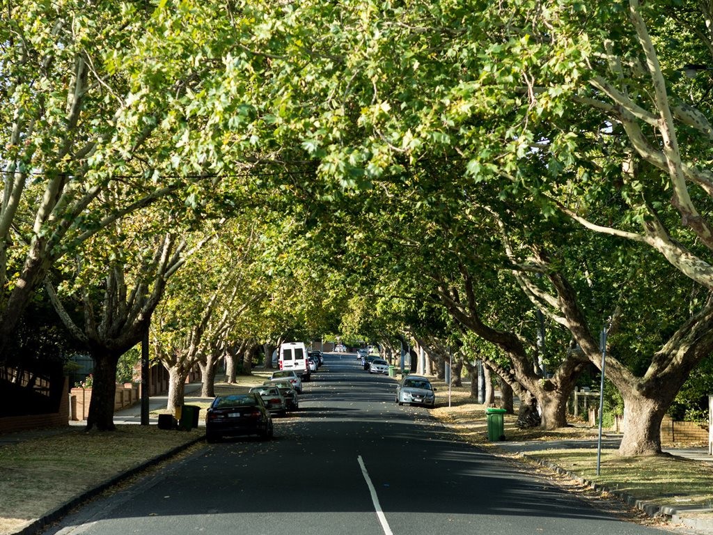 City trees don&rsquo;t just look after themselves. Image: Supplied
