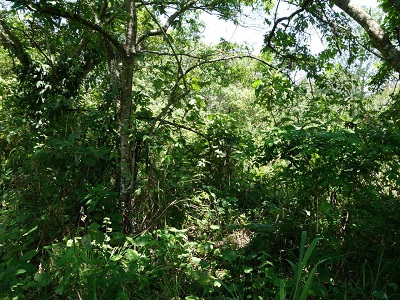 18-year-old naturally regenerating forest in Kibale National Park, Uganda. (S. Lewis)
