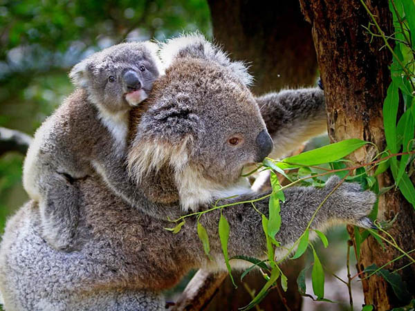 Is the NSW gov’t putting home builders ahead of koalas?