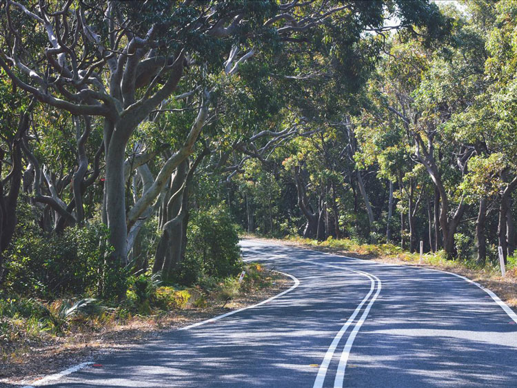 Eucalyptus tree Australia
