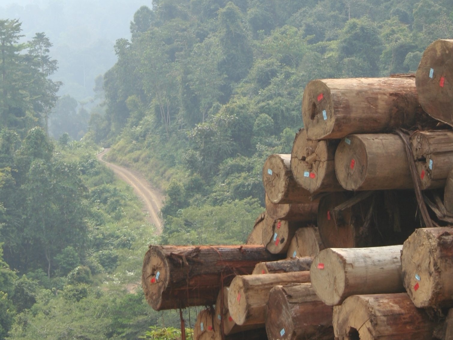 Timber Queensland CEO Mick Stephens says the industry body&rsquo;s new eleven fact sheets have been designed to address environmental, sustainability, construction and maintenance topics, as well as the workplace and health benefits of timber. Image: Sustainable Trade Iinitiative
